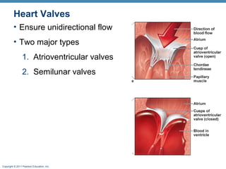 Heart Valves
• Ensure unidirectional flow
• Two major types
1. Atrioventricular valves
2. Semilunar valves

Copyright © 2011 Pearson Education, Inc.

 