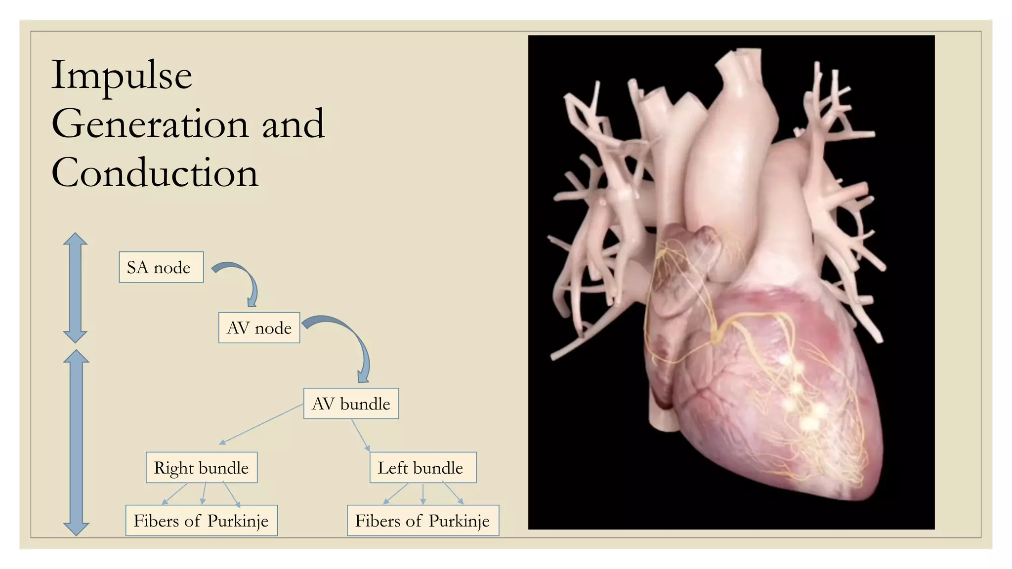 Impulse
Generation and
Conduction
SA node
AV node
AV bundle
Right bundle Left bundle
Fibers of Purkinje Fibers of Purkinje
 