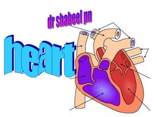 heart dr shabeel pn 