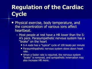 Regulating Heart Activity Heart actions 2 | PPT
