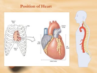 Heart Anatomy and Physiology:Review