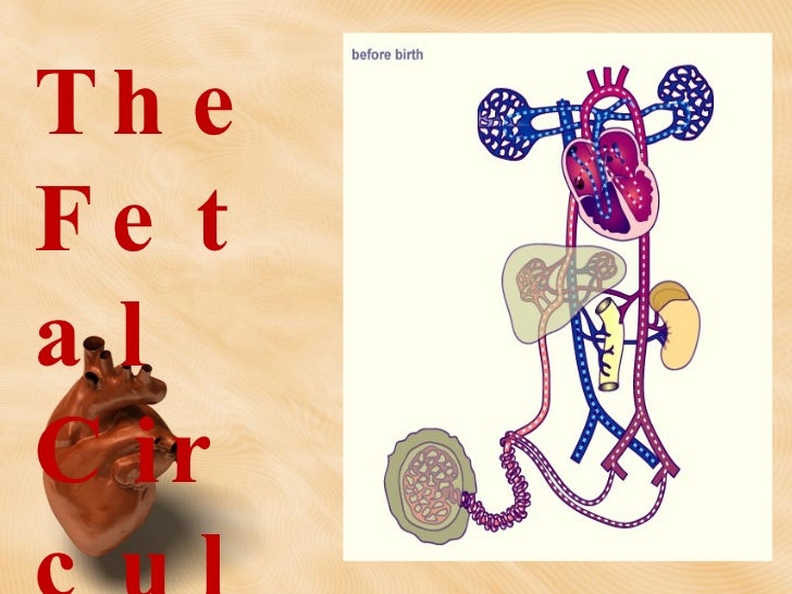 Heart Anatomy and Physiology:Review