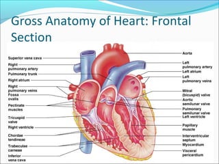 Heart anatomy | PPT