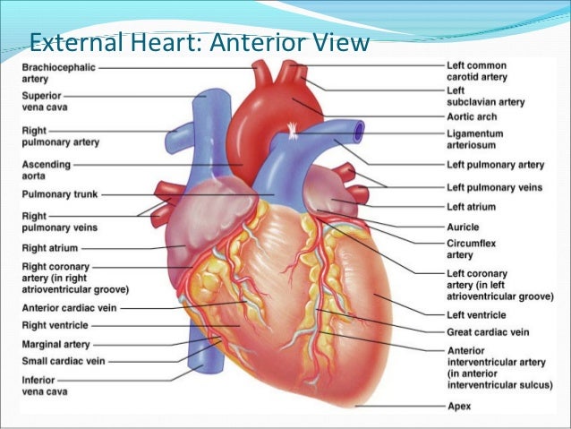 Heart anatomy
