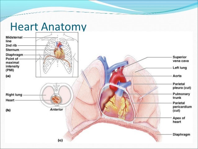 Heart anatomy