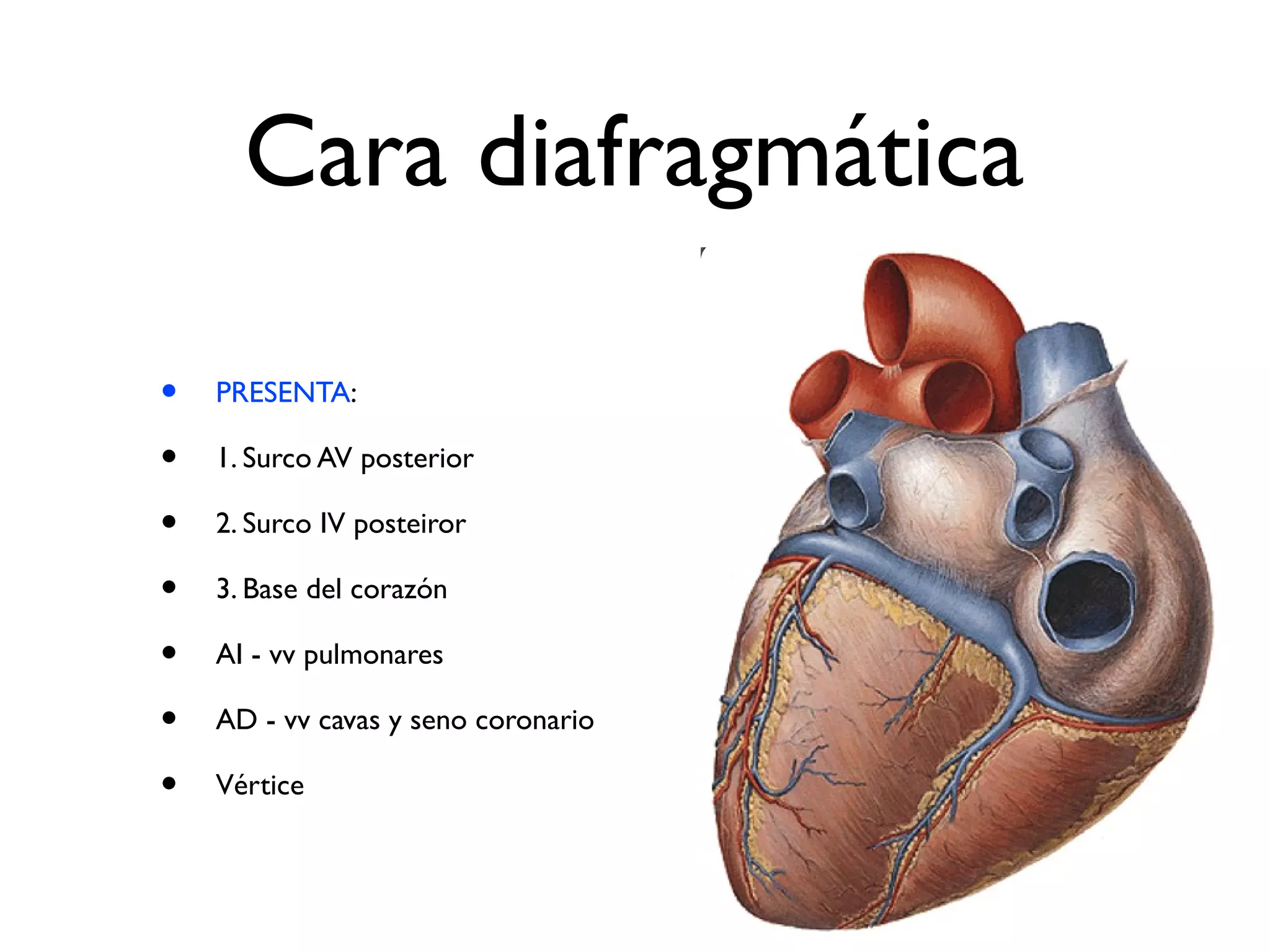 Anatomía del corazón | PPT