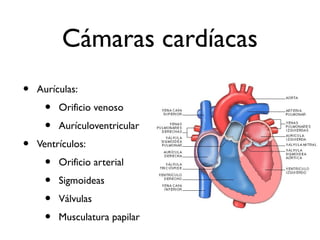 Cámaras cardíacas
• Aurículas:
• Orificio venoso
• Aurículoventricular
• Ventrículos:
• Orificio arterial
• Sigmoideas
• Válvulas
• Musculatura papilar
 