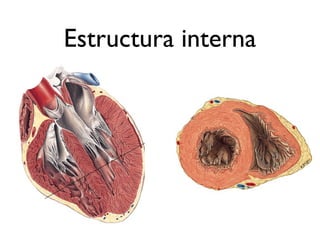 Estructura interna
 