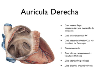 Aurícula Derecha
• Cara interna: Septo
interauricular, fosa oval, anillo de
Vieussens
• Cara anterior: orificio AV
• Cara posterior: ambasVC; laVCI
-> válvula de Esustaquio
• Cresta terminalis
• Cara inferior: seno coronario;
válvula de Thebesio
• Cara lateral: mm pectíneos
• Cara externa: orejuela derecha
 