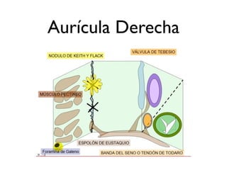 Aurícula Derecha
 