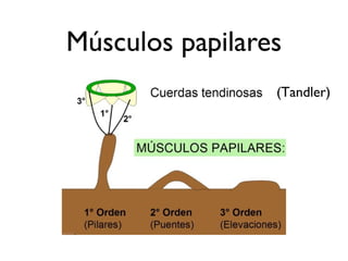 Músculos papilares
(Tandler)
 