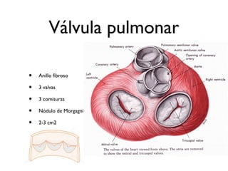 Válvula pulmonar
• Anillo fibroso
• 3 valvas
• 3 comisuras
• Nódulo de Morgagni
• 2-3 cm2
 