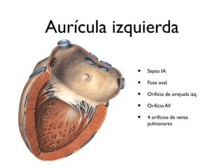 Aurícula izquierda
• Septo IA
• Fosa oval
• Orificio de orejuela izq
• Orificio AV
• 4 orificios de venas
pulmonares
 