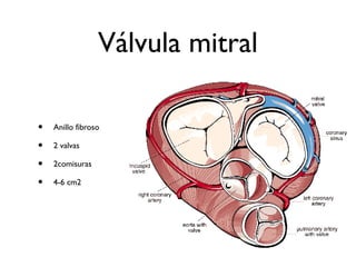 Válvula mitral
• Anillo fibroso
• 2 valvas
• 2comisuras
• 4-6 cm2
 