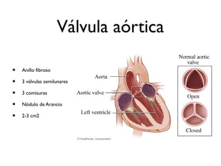 Válvula aórtica
• Anillo fibroso
• 3 válvulas semilunares
• 3 comisuras
• Nódulo de Arancio
• 2-3 cm2
 