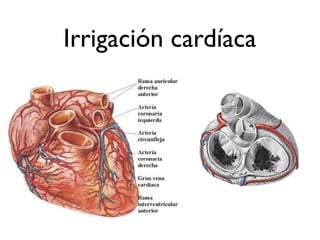 Irrigación cardíaca
 