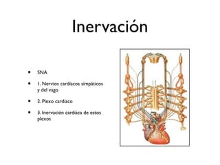 Inervación
• SNA
• 1. Nervios cardíacos simpáticos
y del vago
• 2. Plexo cardíaco
• 3. Inervación cardíaca de estos
plexos
 