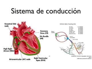 Sistema de conducción
 