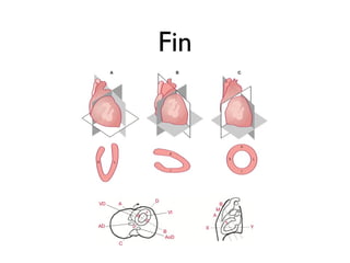 Fin
 
