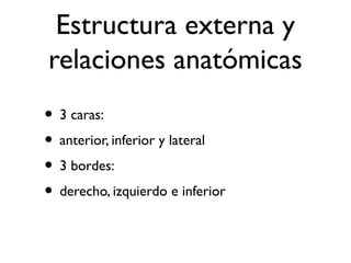 Estructura externa y
relaciones anatómicas
• 3 caras:
• anterior, inferior y lateral
• 3 bordes:
• derecho, izquierdo e inferior
 