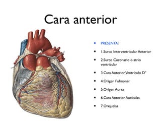 Cara anterior
• PRESENTA:
• 1.Surco Interventricular Anterior
• 2.Surco Coronario o atrio
ventricular
• 3.Cara AnteriorVentrículo D°
• 4.Origen Pulmonar
• 5.Origen Aorta
• 6.Cara Anterior Aurículas
• 7.Orejuelas
 