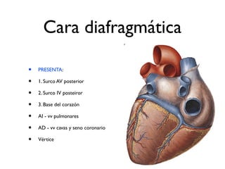 Cara diafragmática
• PRESENTA:
• 1. Surco AV posterior
• 2. Surco IV posteiror
• 3. Base del corazón
• AI - vv pulmonares
• AD - vv cavas y seno coronario
• Vértice
 