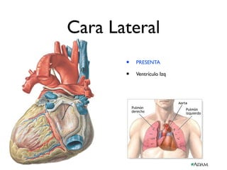 Cara Lateral
• PRESENTA
• Ventrículo Izq
 