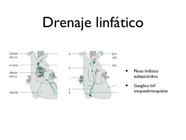 El corazón humano