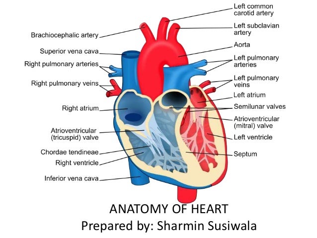 Anatomy of Heart..!!
