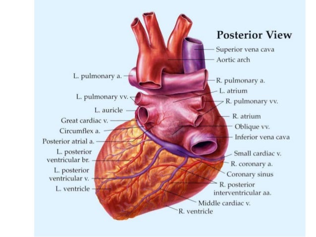 Anatomy of Heart..!!