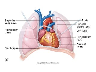 Layers of the Heart Wall
1. Epicardium – outer
layer (pericardium)
2. Myocardium –
cardiac muscle
3. Endocardium –
endothe...