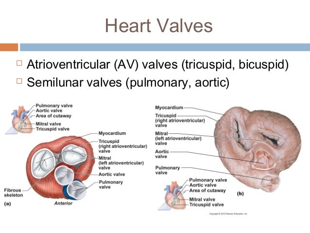 anatomy physiology lecture notes heart anatomy heart anatomy and physiology