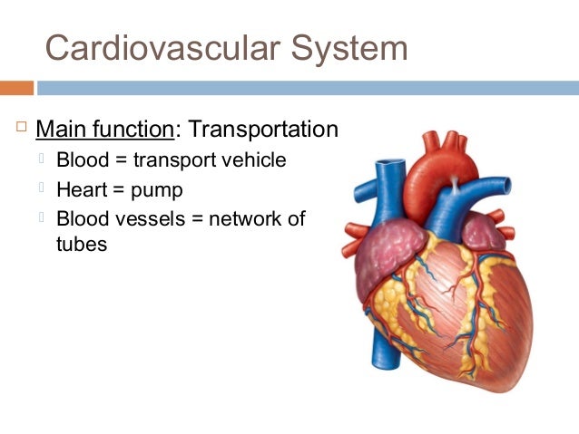 anatomy physiology lecture notes heart anatomy heart anatomy and physiology