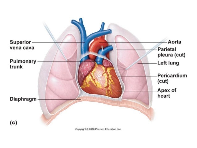anatomy physiology lecture notes heart anatomy heart anatomy and physiology