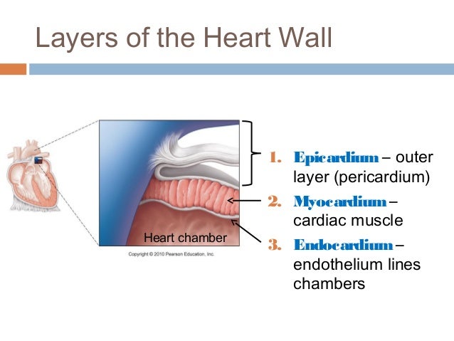 anatomy physiology lecture notes heart anatomy heart anatomy and physiology