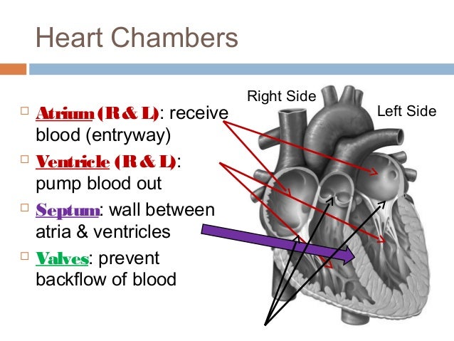anatomy physiology lecture notes heart anatomy heart anatomy and physiology