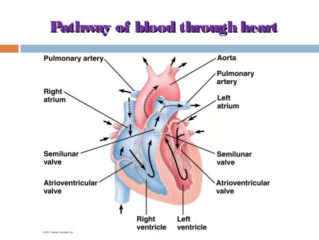 anatomy physiology lecture notes heart anatomy heart anatomy and physiology
