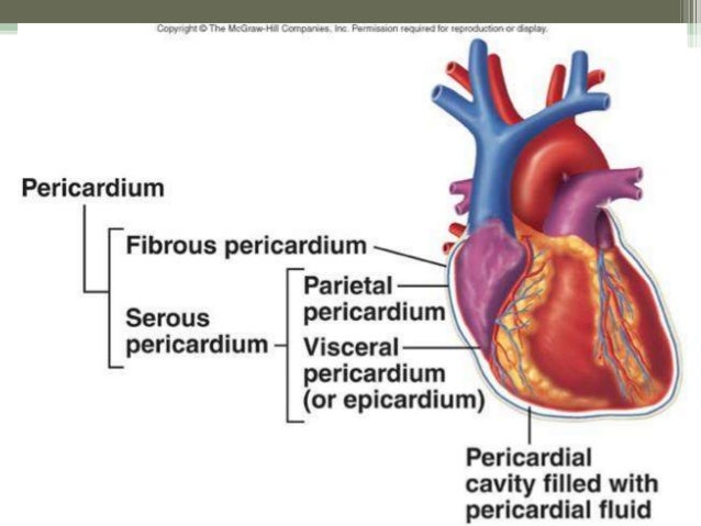 Heart anatomy