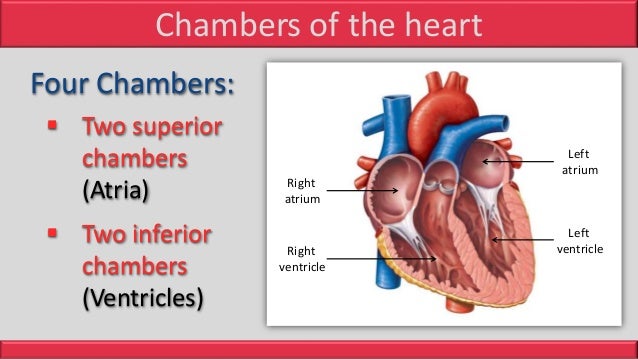 Anatomy Of Heart