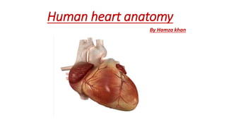 Human heart anatomy
By Hamza khan
 