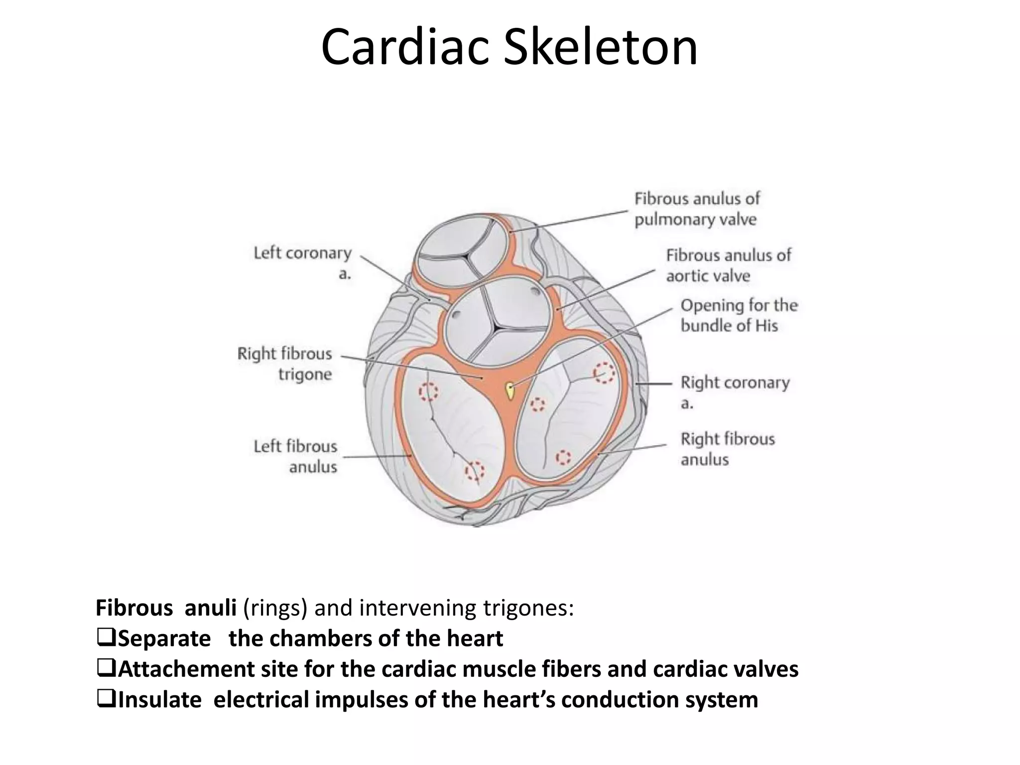 Heart Anatomy.pptx