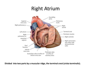 Internal Right Atrium Heart Anatomy.pptx