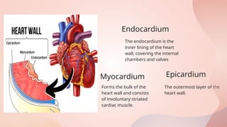 Heart Involuntary Heart Anatomy is for 1st year nursing student to know better the heart ...