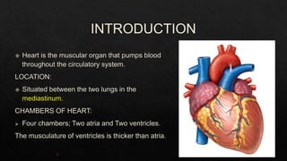 anatomy of the heart/ chambers of heart/heart and its blood supply ...
