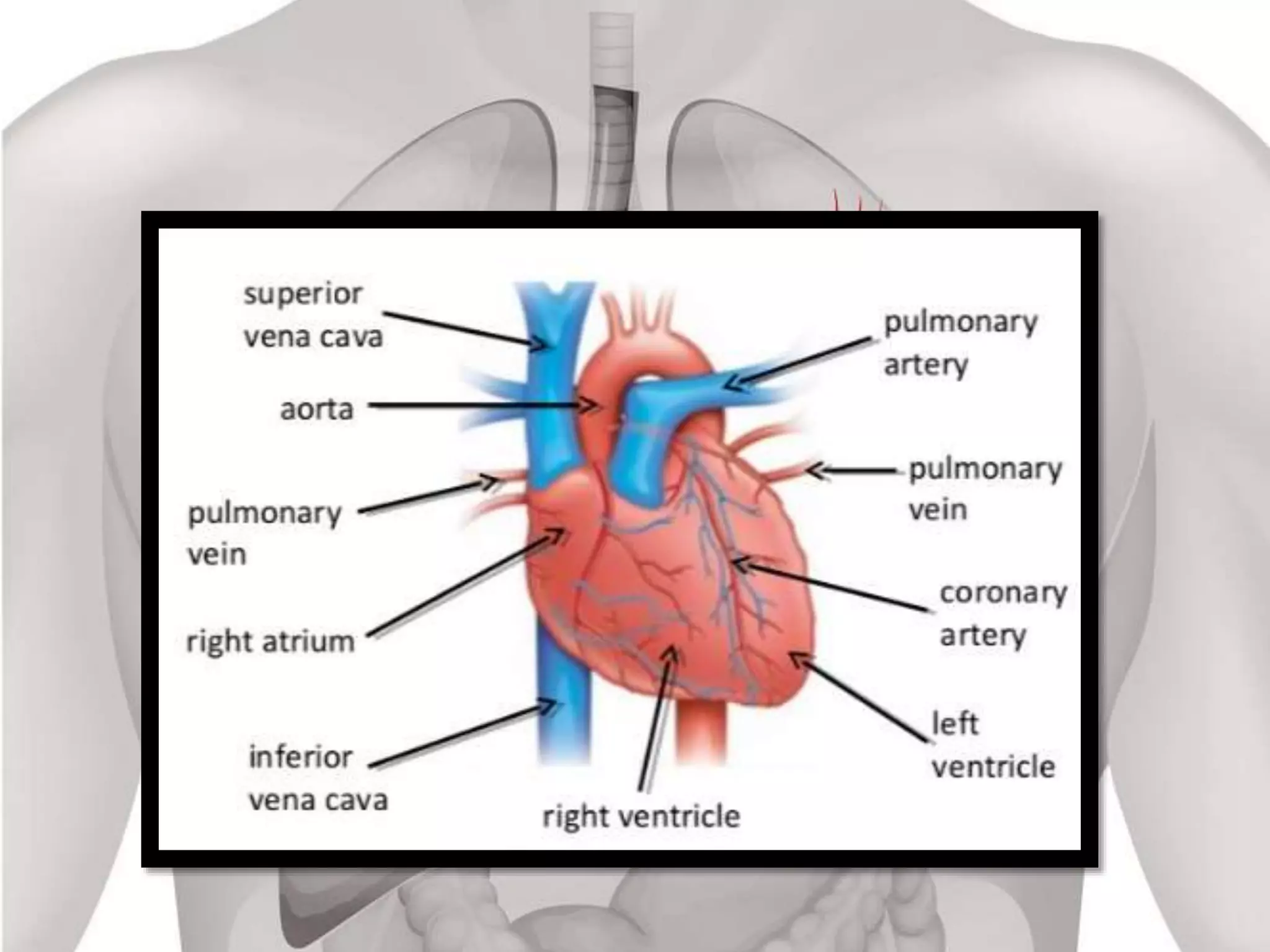 Hart6 Function Heart anatomy and functions | PPT