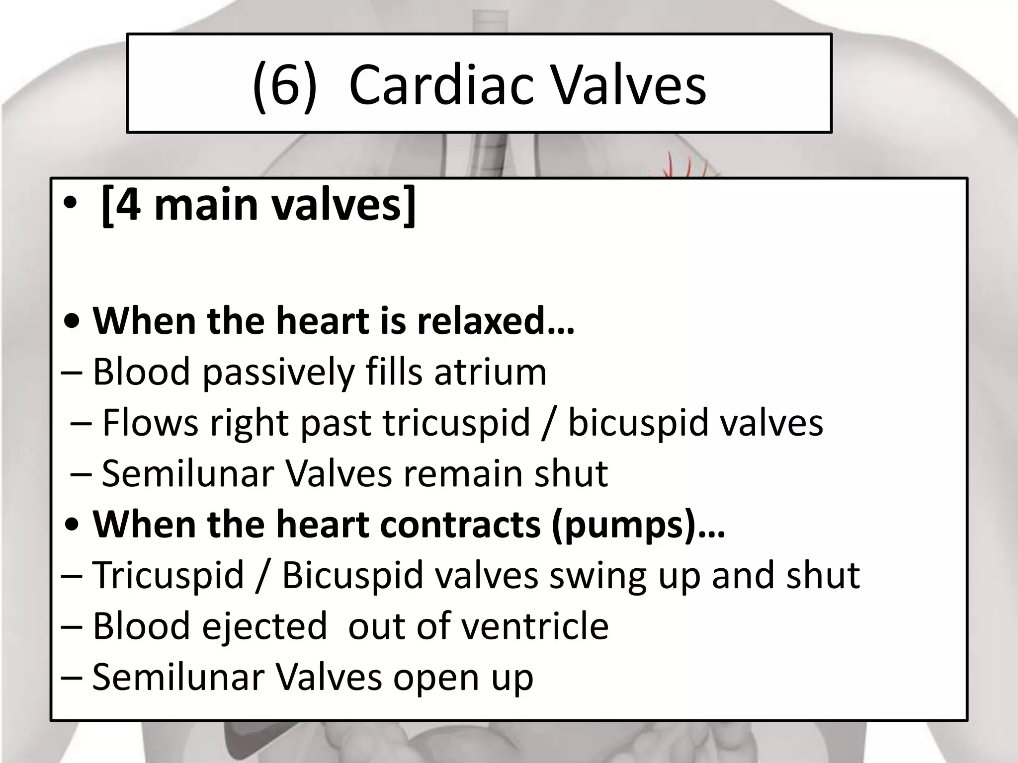 Hart6 Function Heart anatomy and functions | PPT
