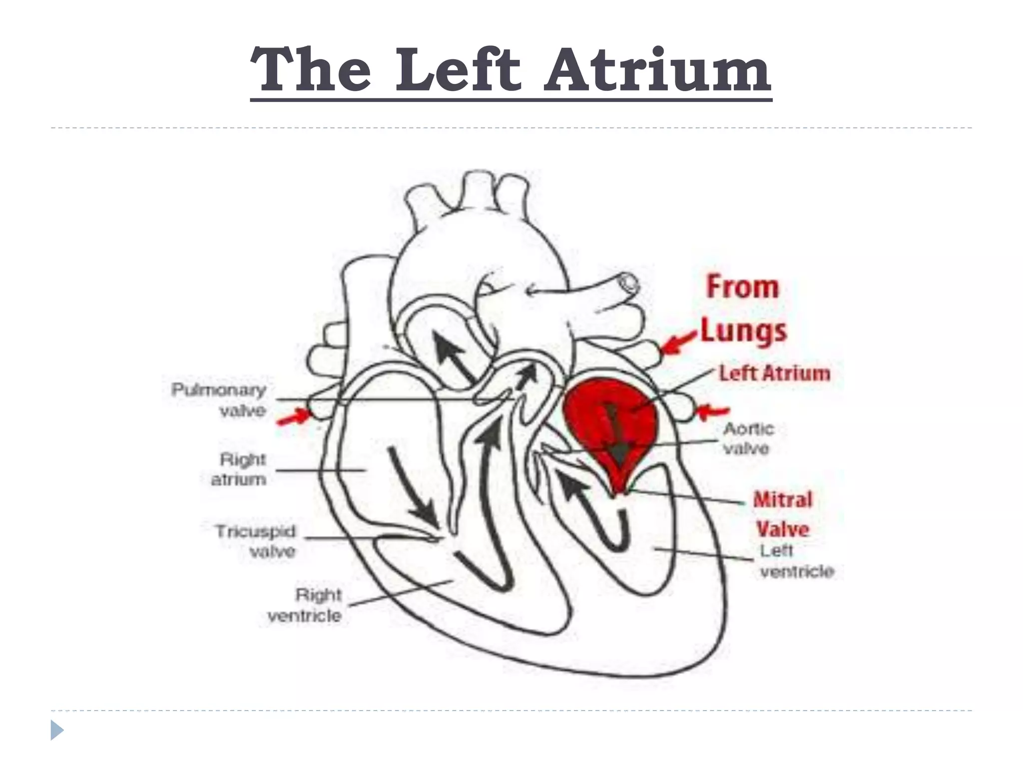 heart anatomy pdf.pdf