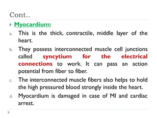 Cont..
 Myocardium:
a. This is the thick, contractile, middle layer of the
heart.
b. They possess interconnected muscle cell junctions
called syncytium for the electrical
connections to work. It can pass an action
potential from fiber to fiber.
c. The interconnected muscle fibers also helps to hold
the high pressured blood strongly inside the heart.
d. Myocardium is damaged in case of MI and cardiac
arrest.
 