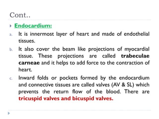 Cont..
 Endocardium:
a. It is innermost layer of heart and made of endothelial
tissues.
b. It also cover the beam like projections of myocardial
tissue. These projections are called trabeculae
carneae and it helps to add force to the contraction of
heart.
c. Inward folds or pockets formed by the endocardium
and connective tissues are called valves (AV & SL) which
prevents the return flow of the blood. There are
tricuspid valves and bicuspid valves.
 
