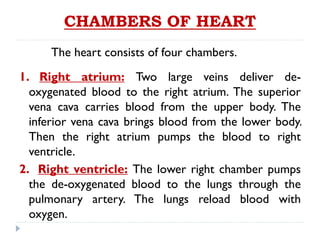 CHAMBERS OF HEART
The heart consists of four chambers.
1. Right atrium: Two large veins deliver de-
oxygenated blood to the right atrium. The superior
vena cava carries blood from the upper body. The
inferior vena cava brings blood from the lower body.
Then the right atrium pumps the blood to right
ventricle.
2. Right ventricle: The lower right chamber pumps
the de-oxygenated blood to the lungs through the
pulmonary artery. The lungs reload blood with
oxygen.
 